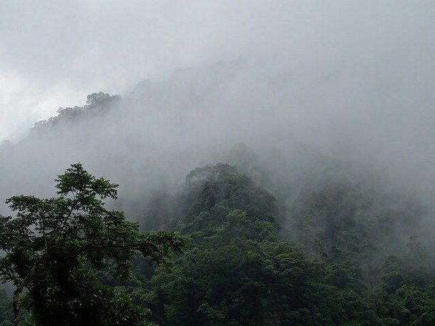 grunge-nature-plants-trees-Favim.com-2038668.jpg