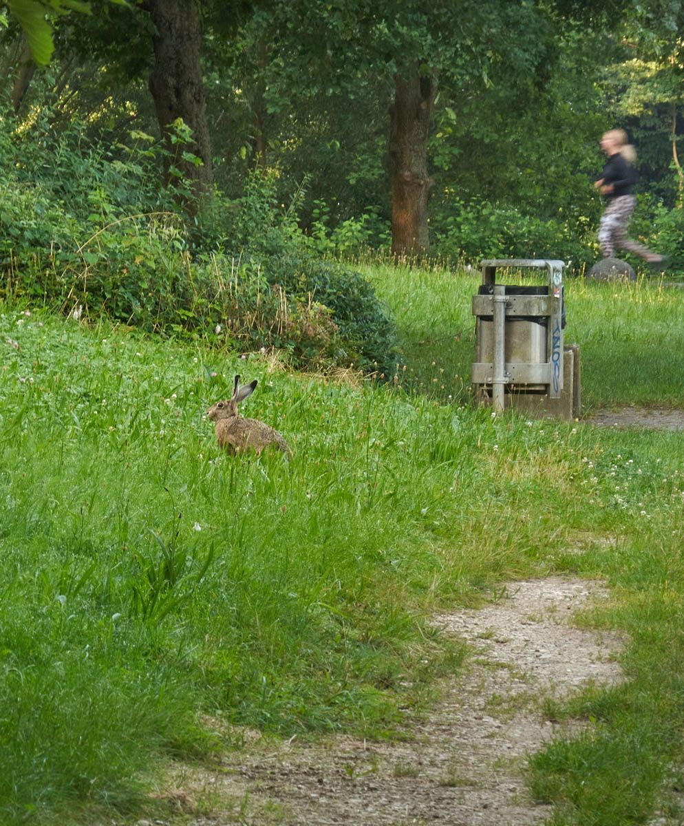 hase3.jpg