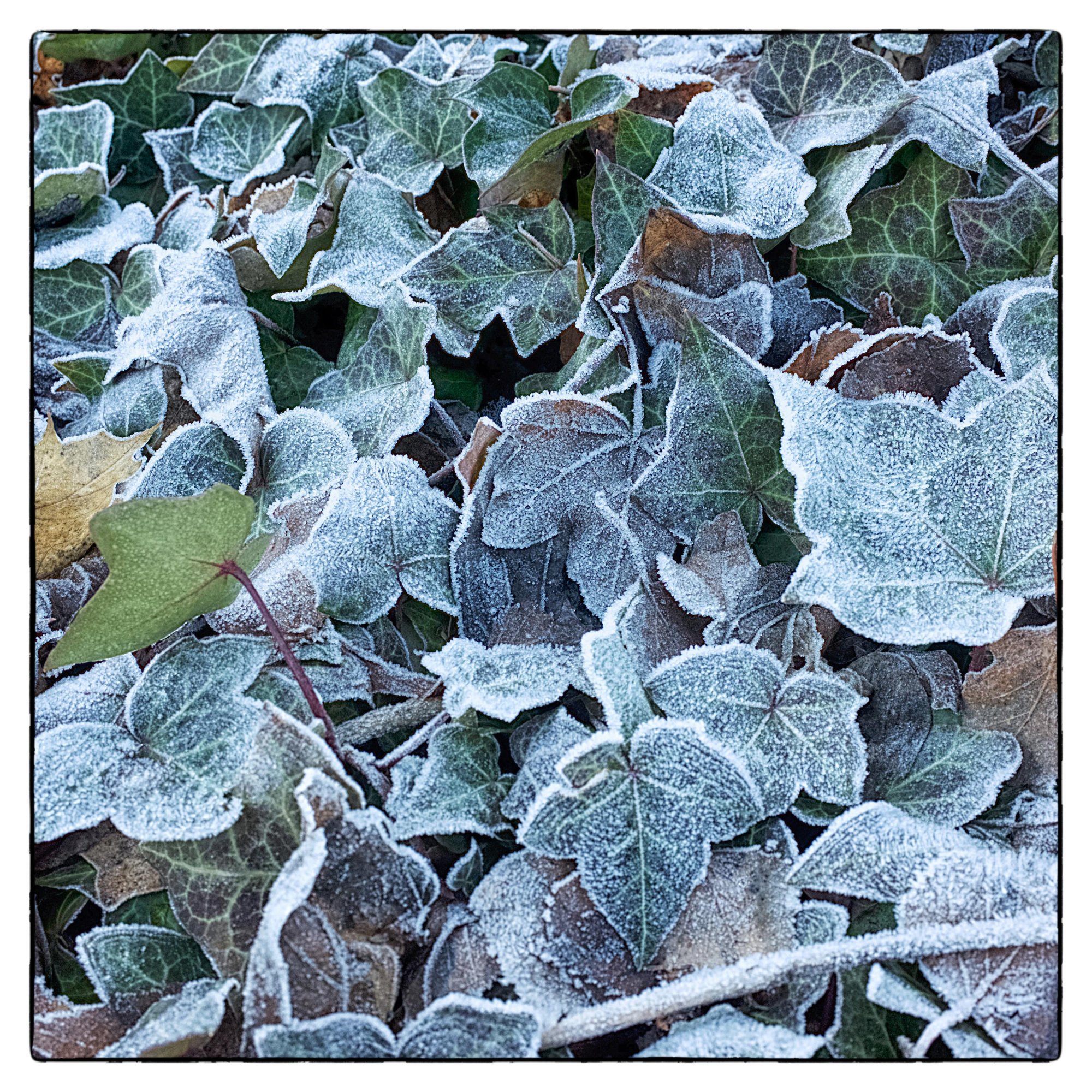 Herbstlaub.jpg