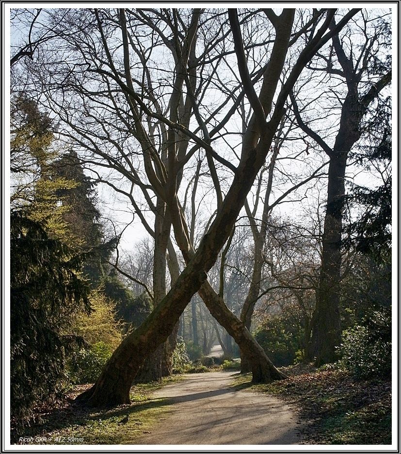 Hexenbaum.JPG