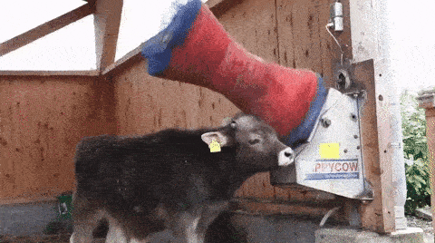 hm-gifdump-284-15.gif