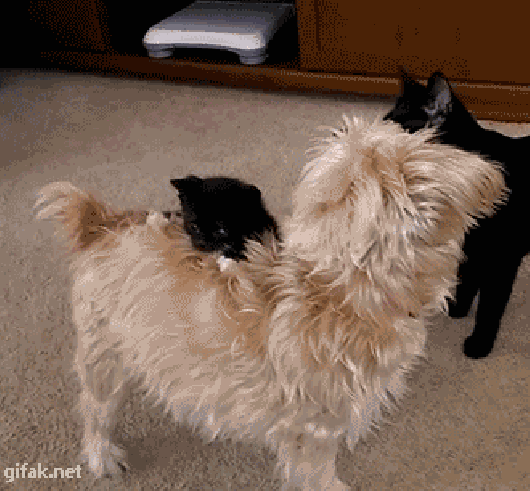 hm-gifdump-286-19.gif