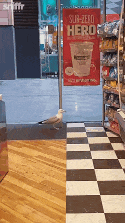 hm-gifdump-335-13.gif