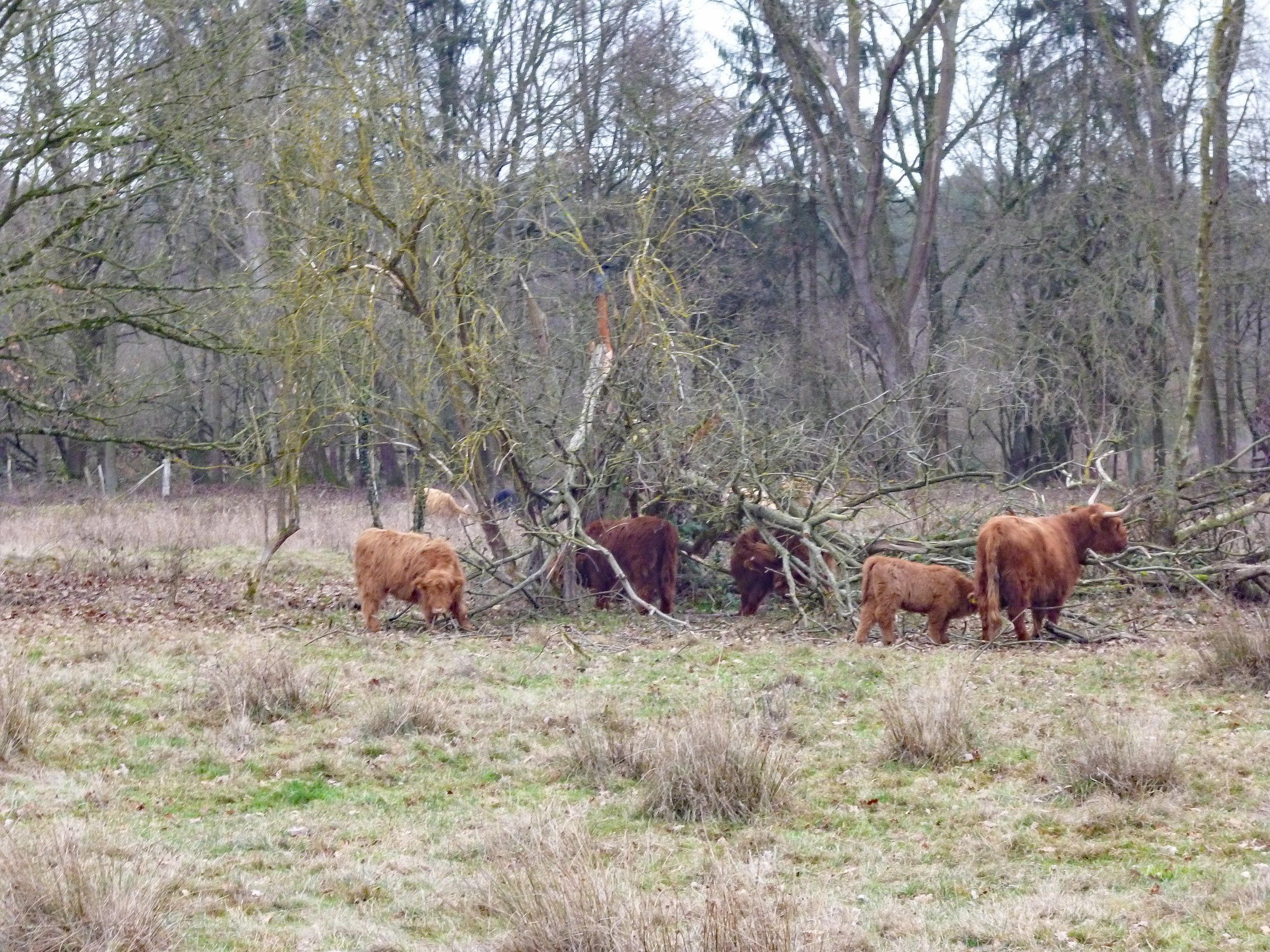 Hochlandrinder zerlegen einen Baum - Kopie.jpg