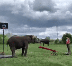 hornoxe.com_gifdump347_22.gif