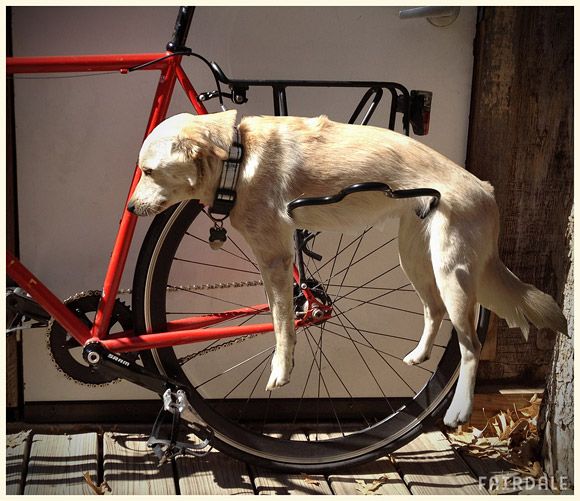 Hund.jpg