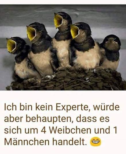 ich-bin-zwar-kein-experte-aber.jpg