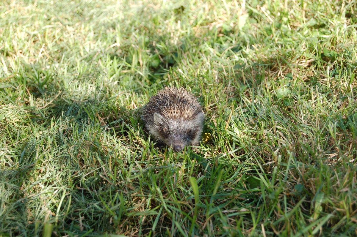 igel.JPG