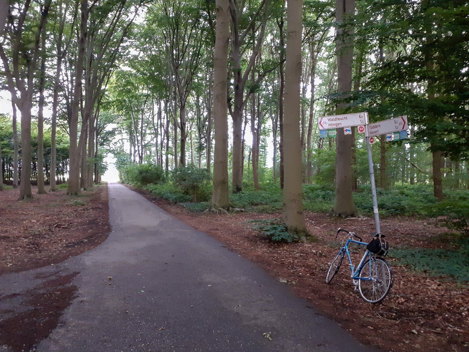 Im Wald unterhalb von Stein, Gemeinde Selfkant.jpg