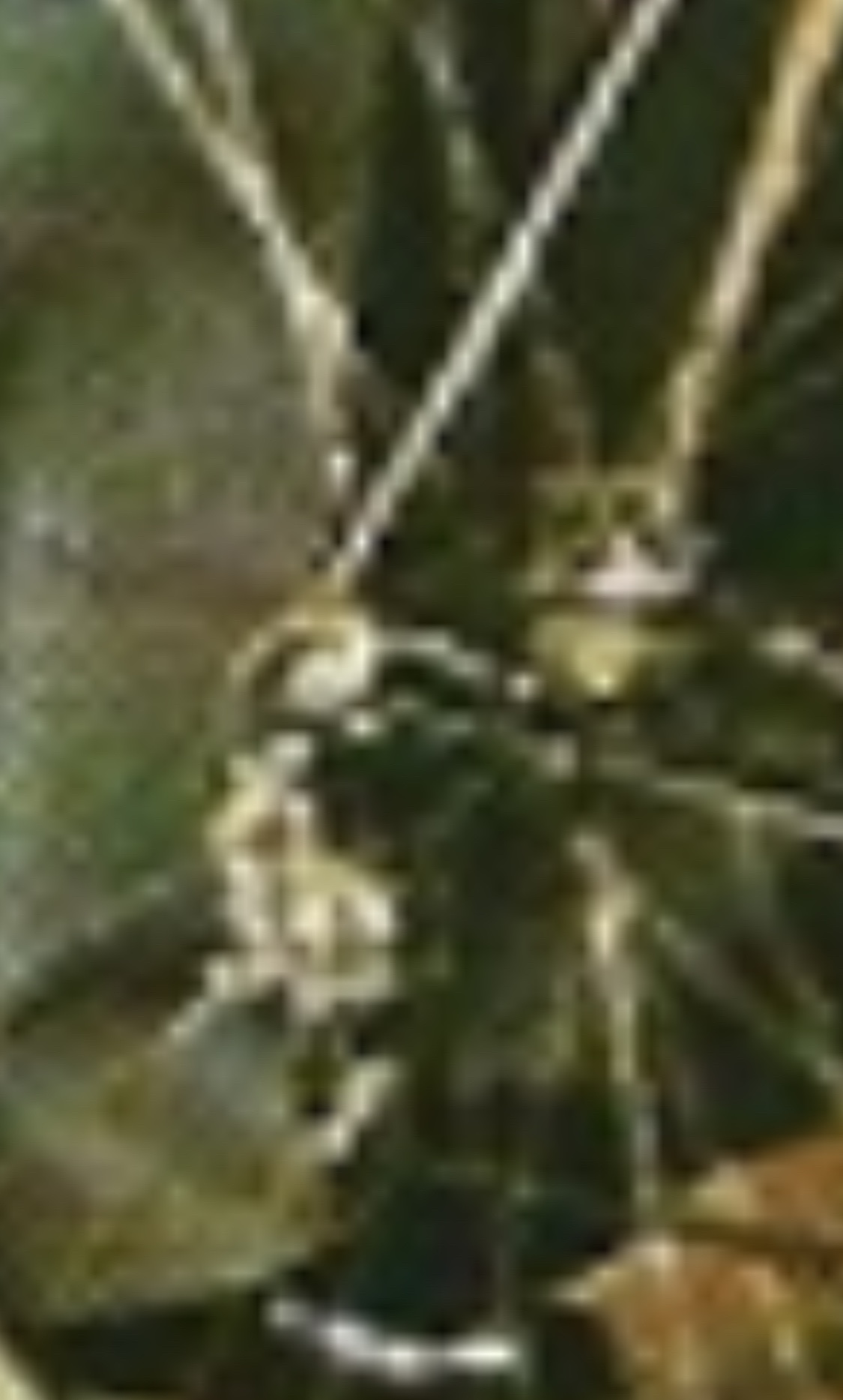 IMG_0742.jpeg