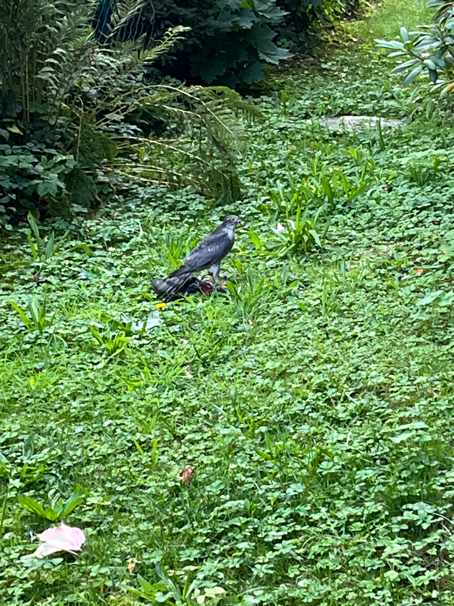 IMG_1463.jpeg
