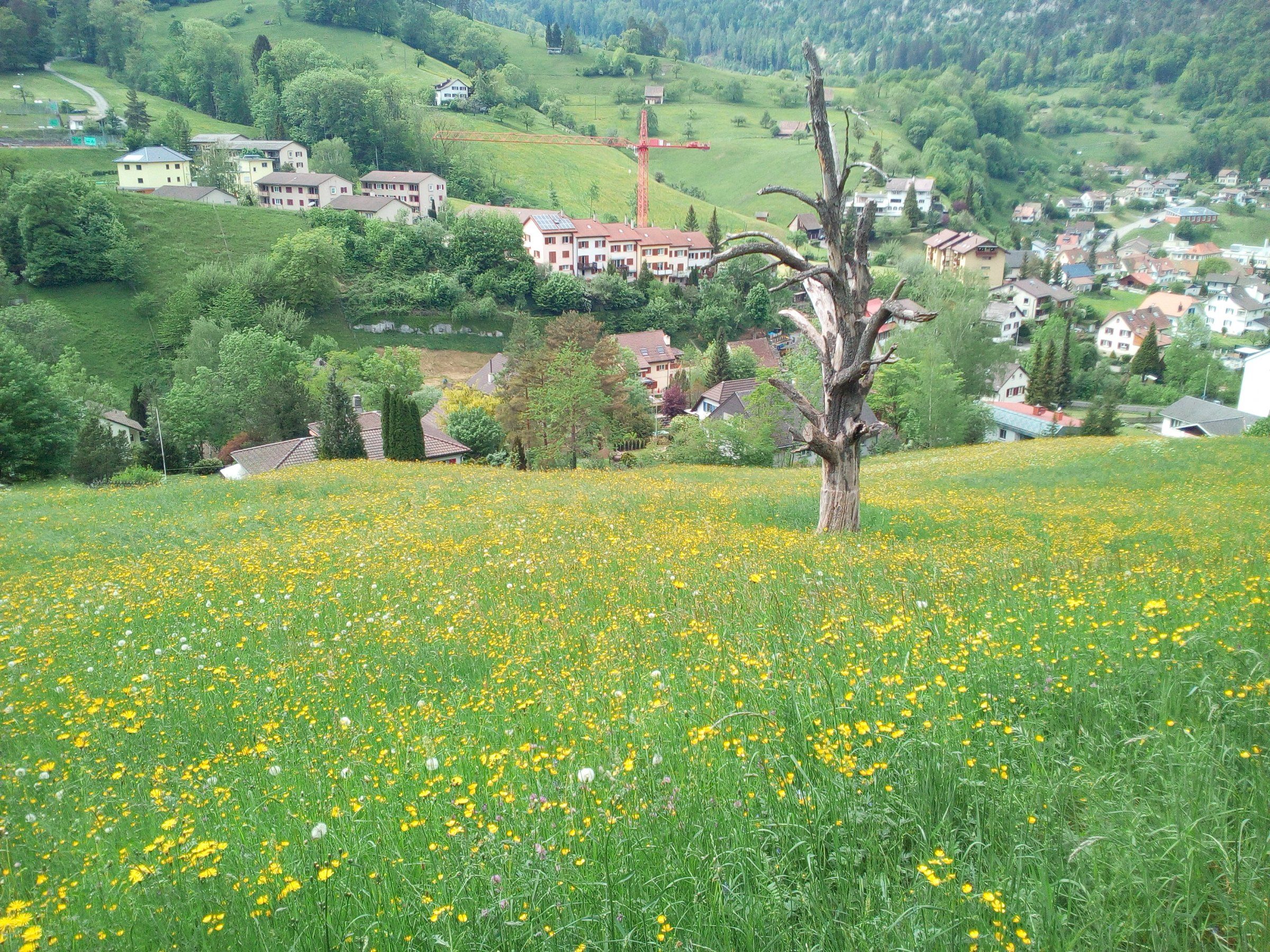 IMG_20180509_155417.jpg