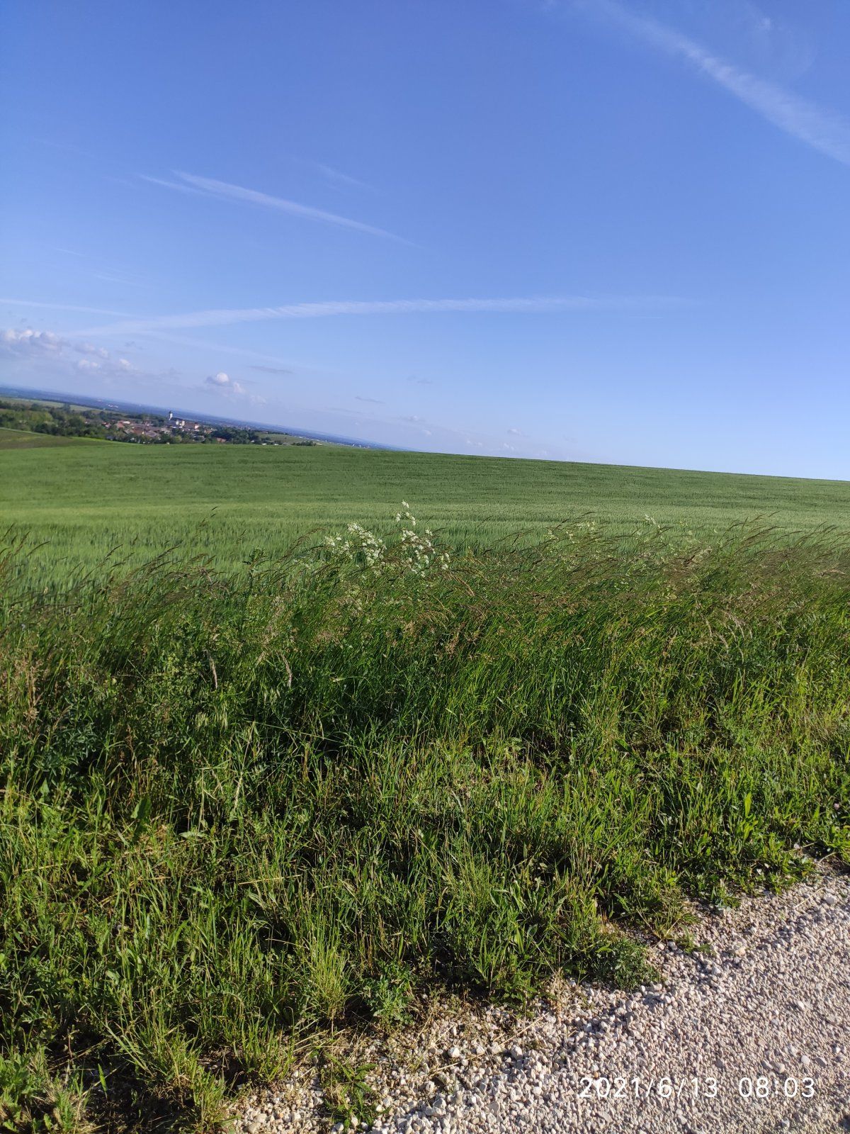 IMG_20210613_080359.jpg