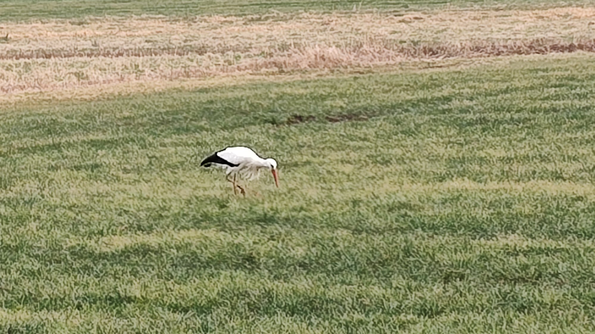 IMG_20250221_164513498.jpg
