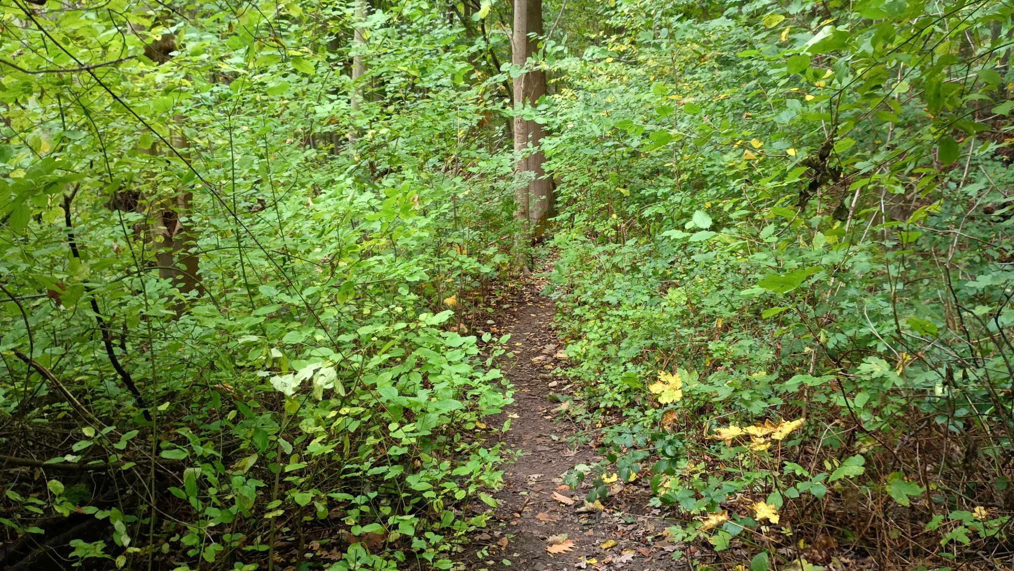 IMG_20251012_163440975_HDR.jpg