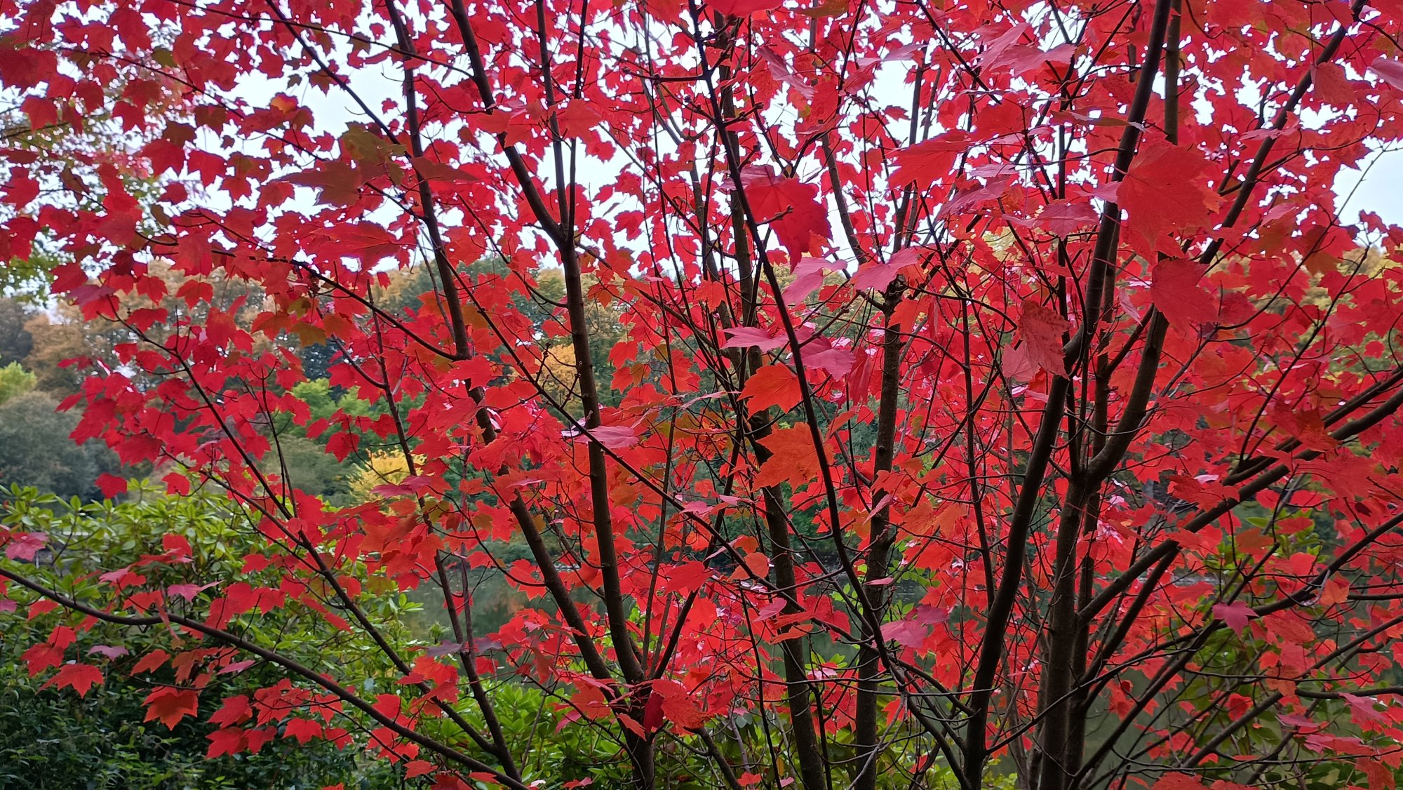 IMG_20251012_165330893_HDR.jpg