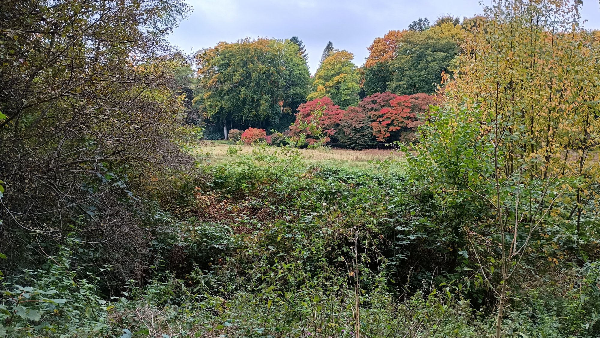 IMG_20251012_170554743_HDR.jpg