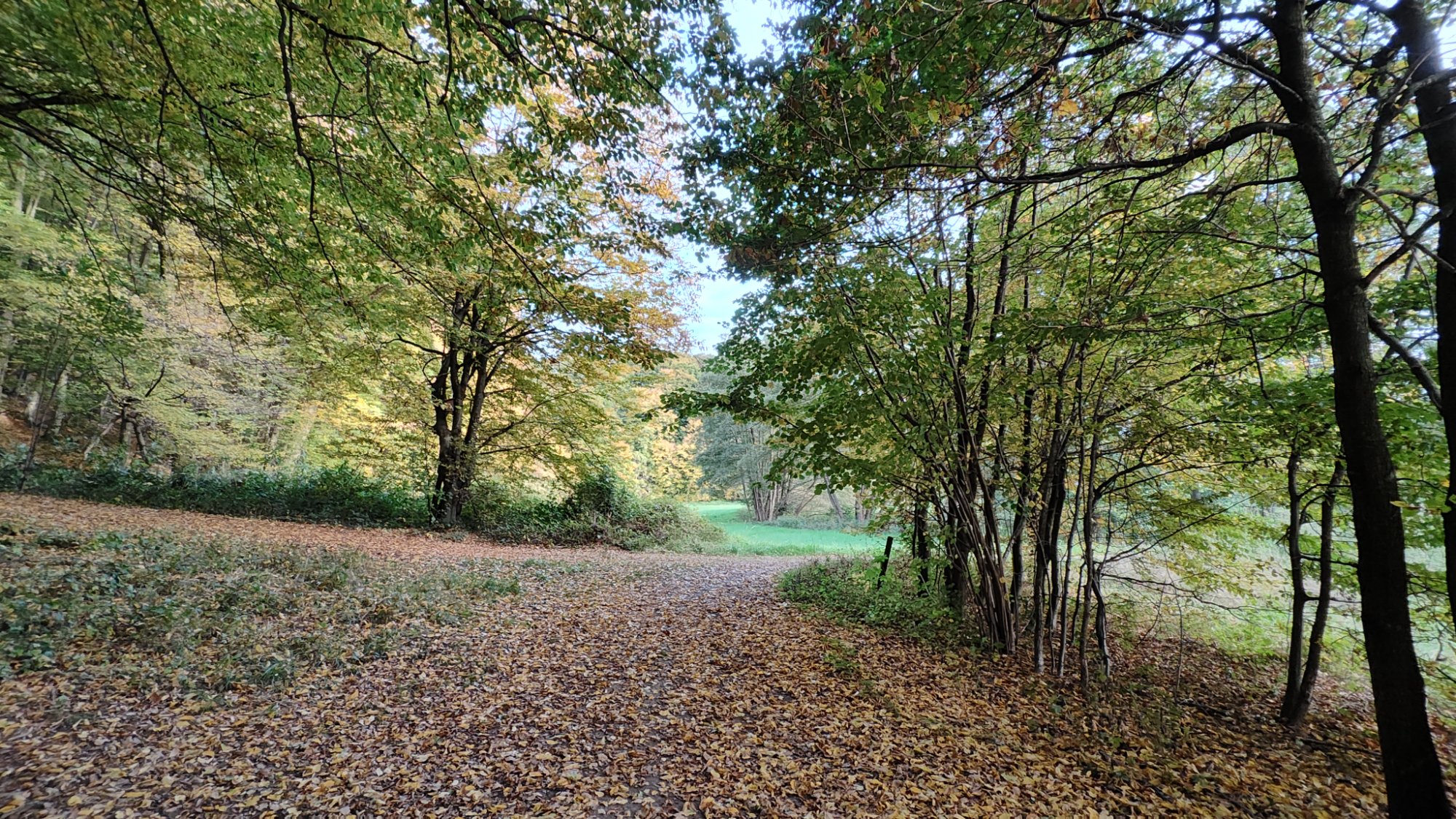 IMG_20251015_171507527_HDR.jpg