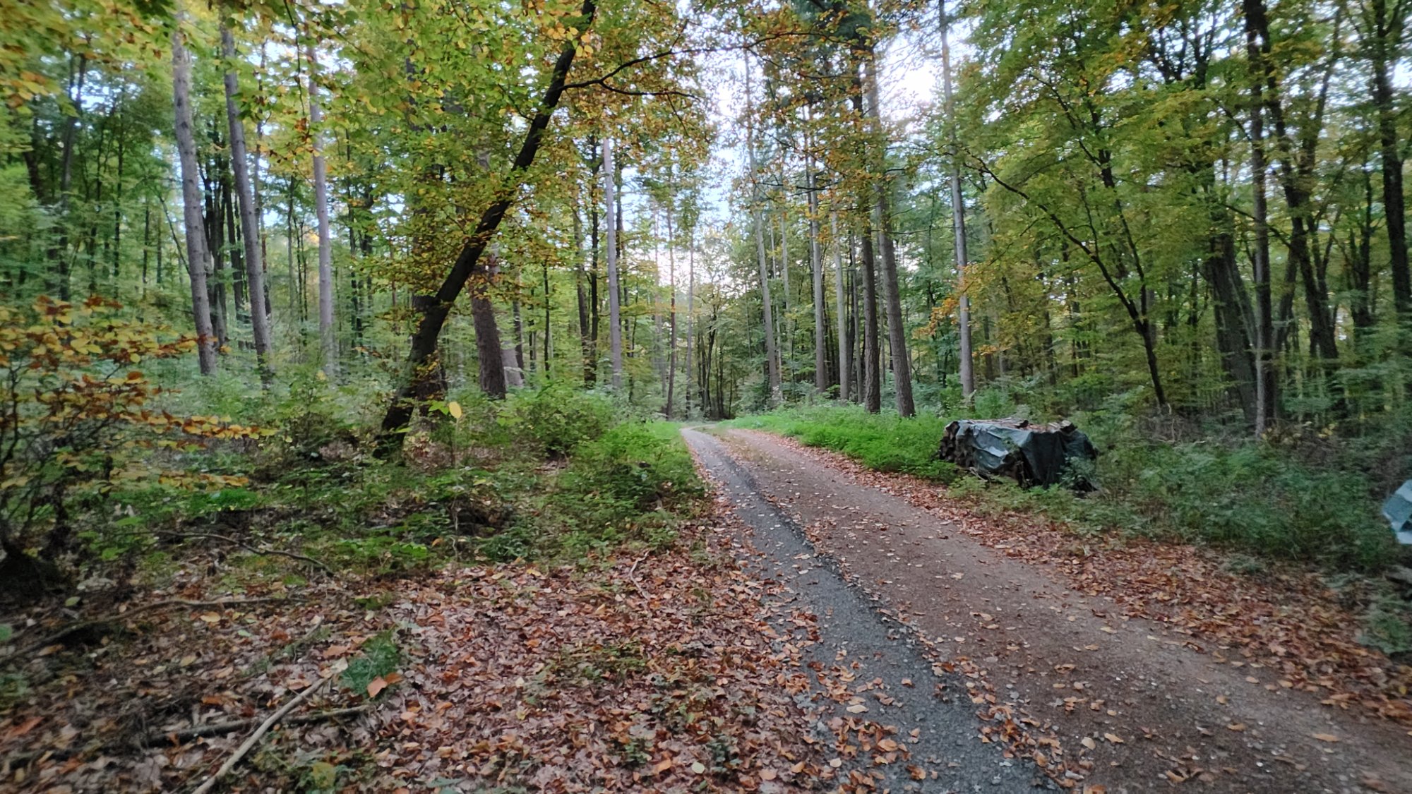 IMG_20251019_173600375_HDR.jpg