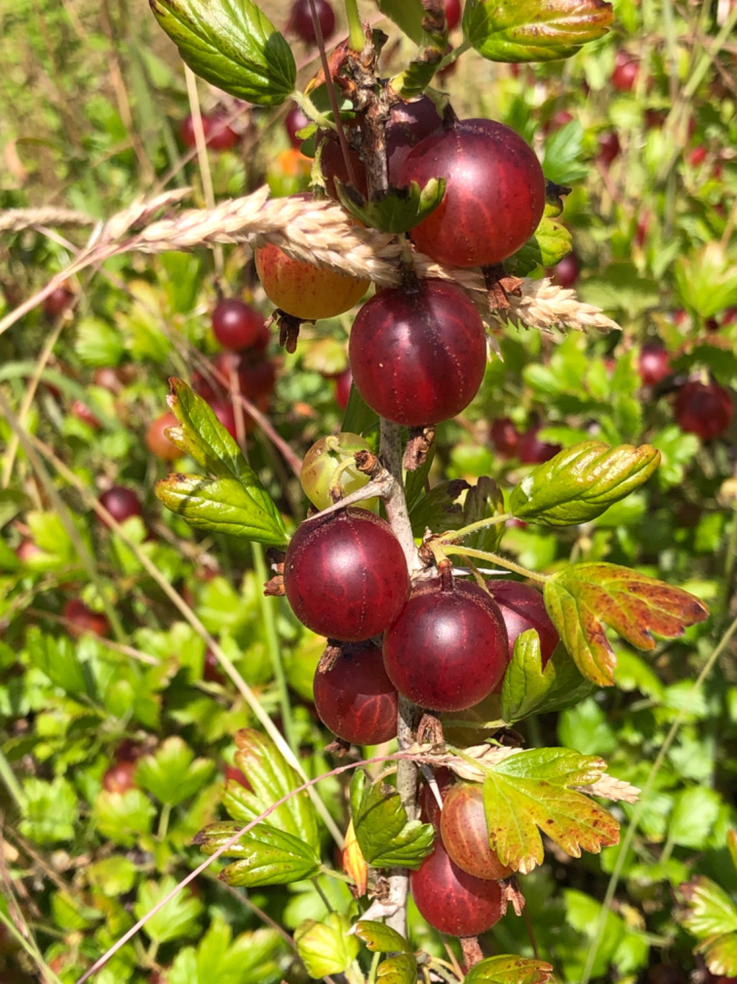 IMG_2076.jpeg