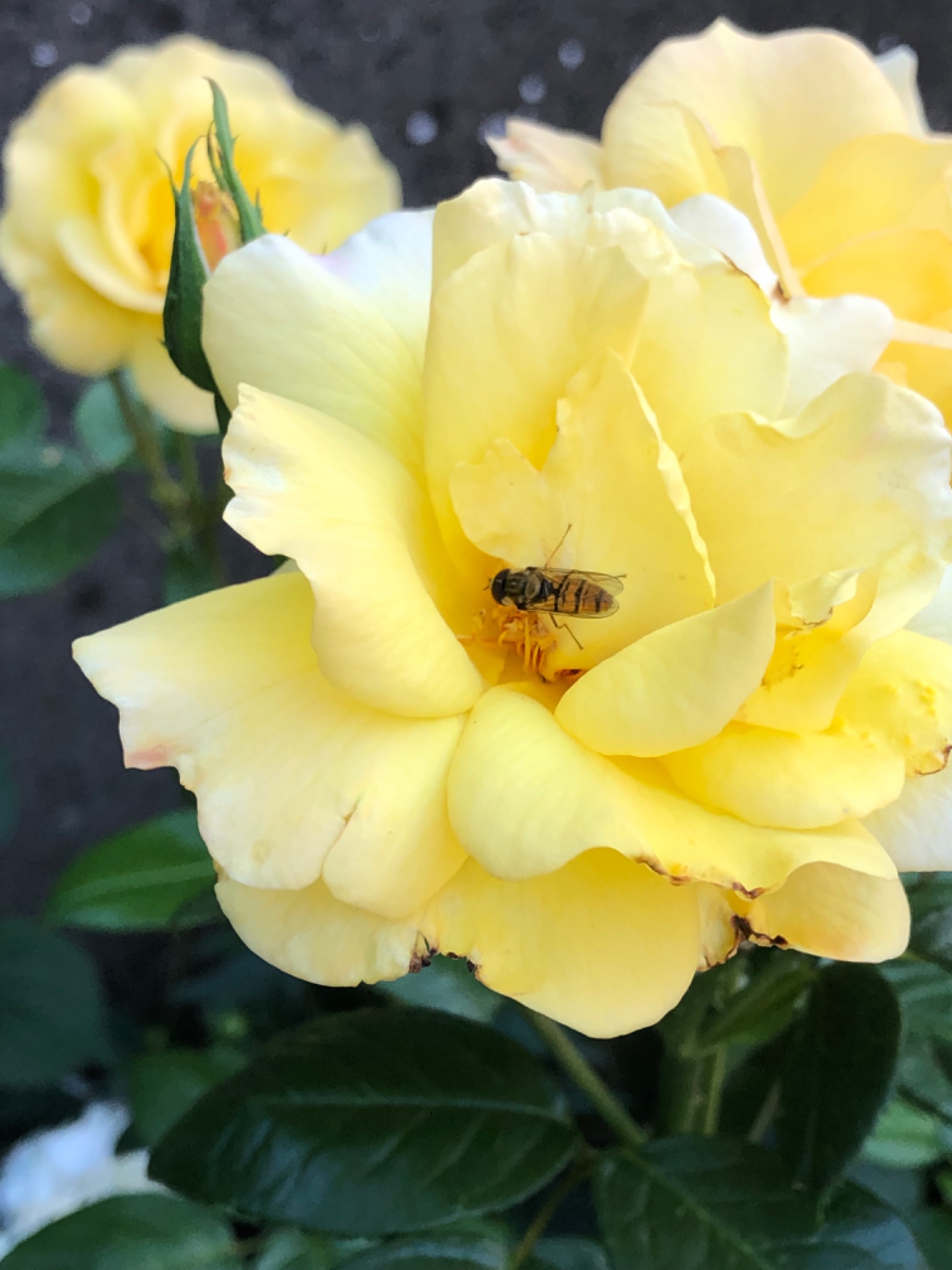 IMG_3388.jpeg
