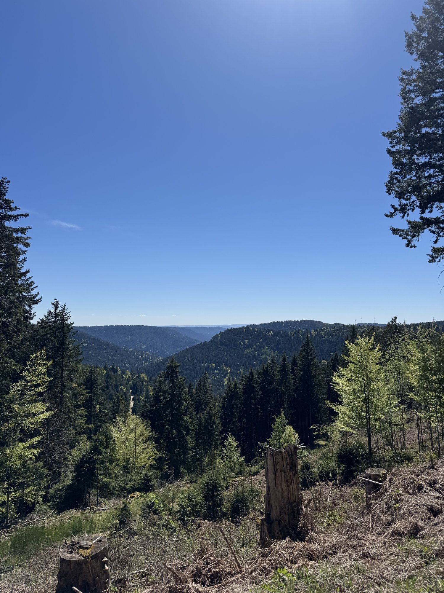 IMG_3803.jpeg