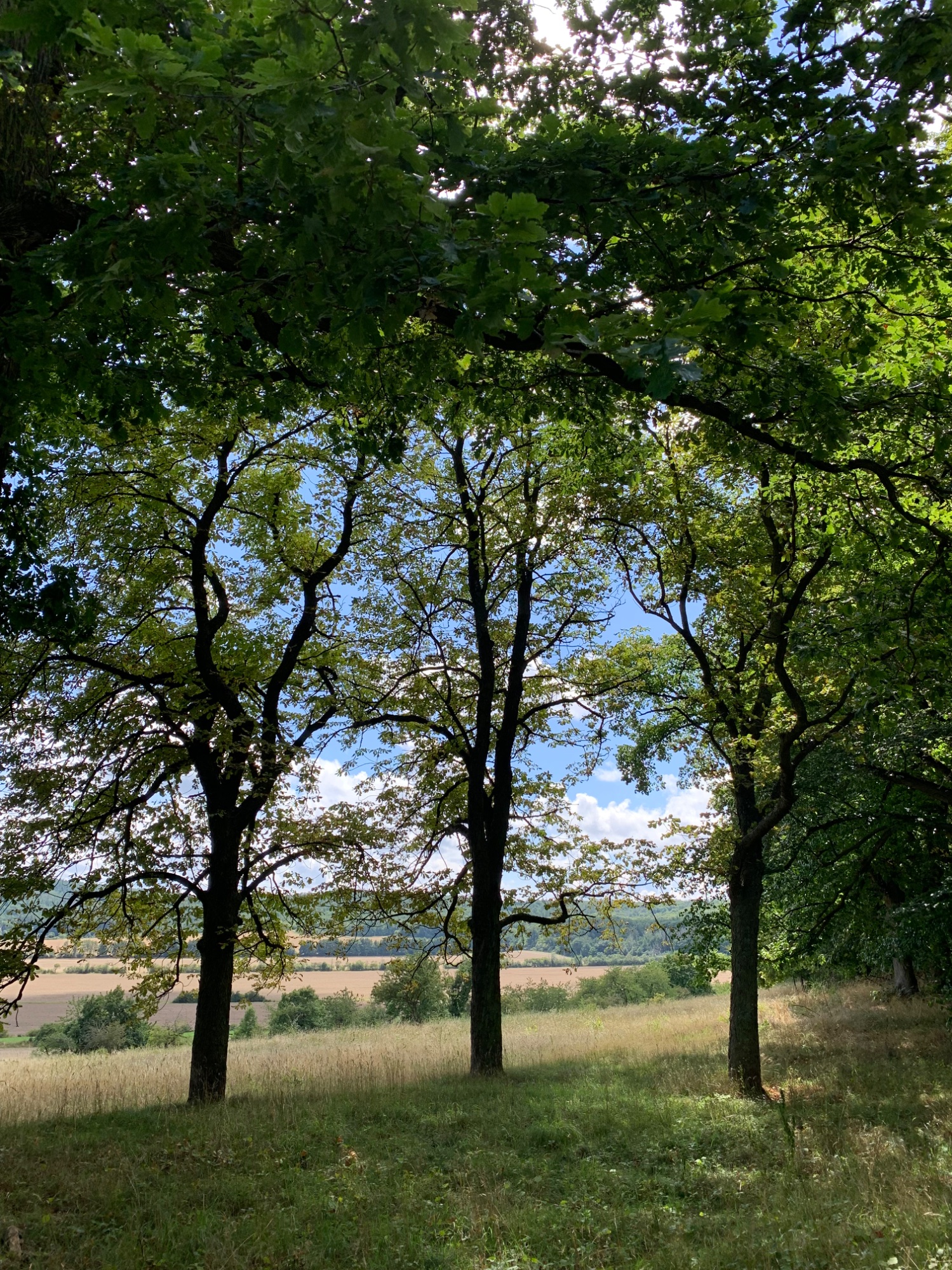 IMG_3871.jpeg