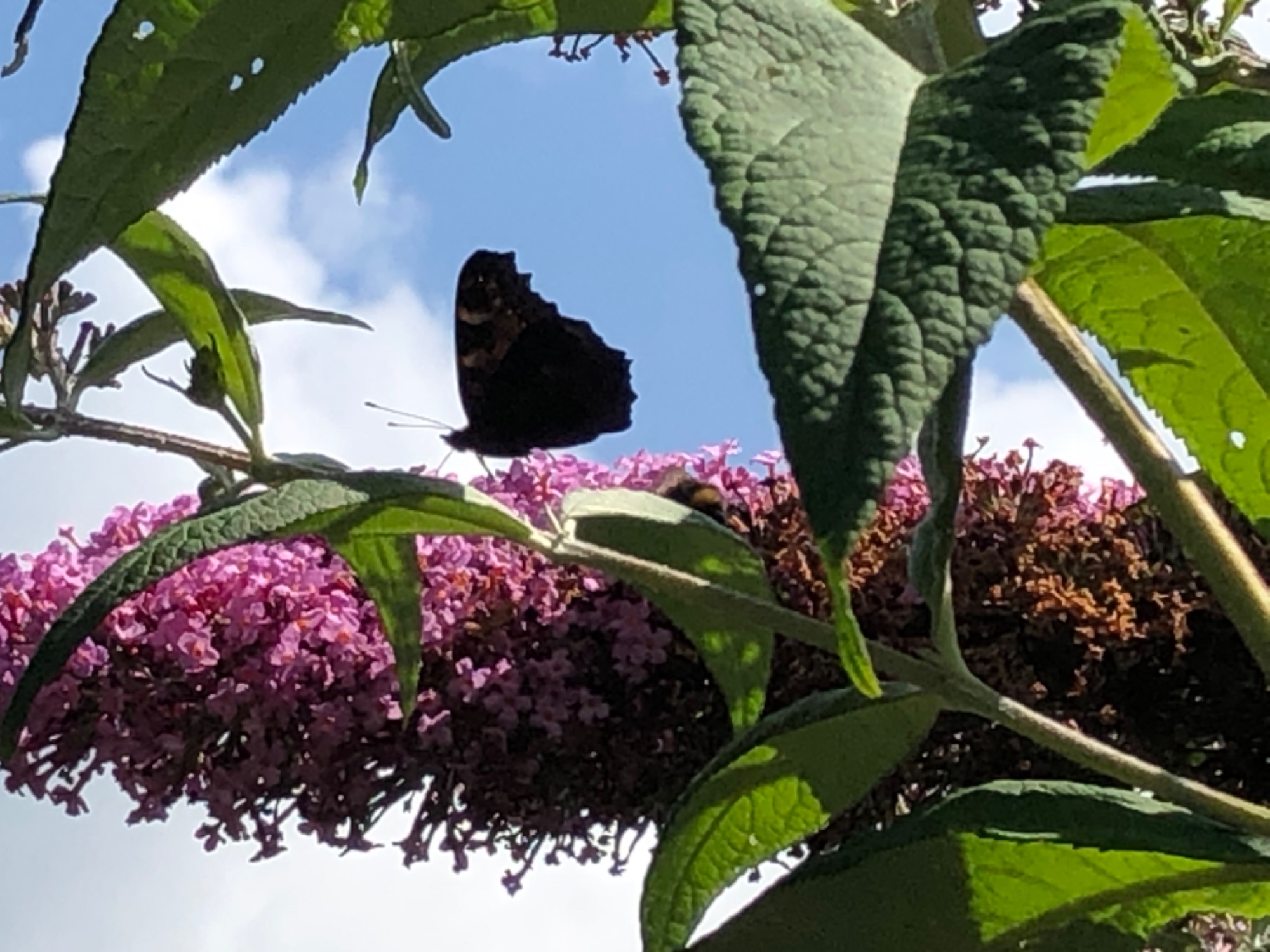 IMG_4069.jpeg