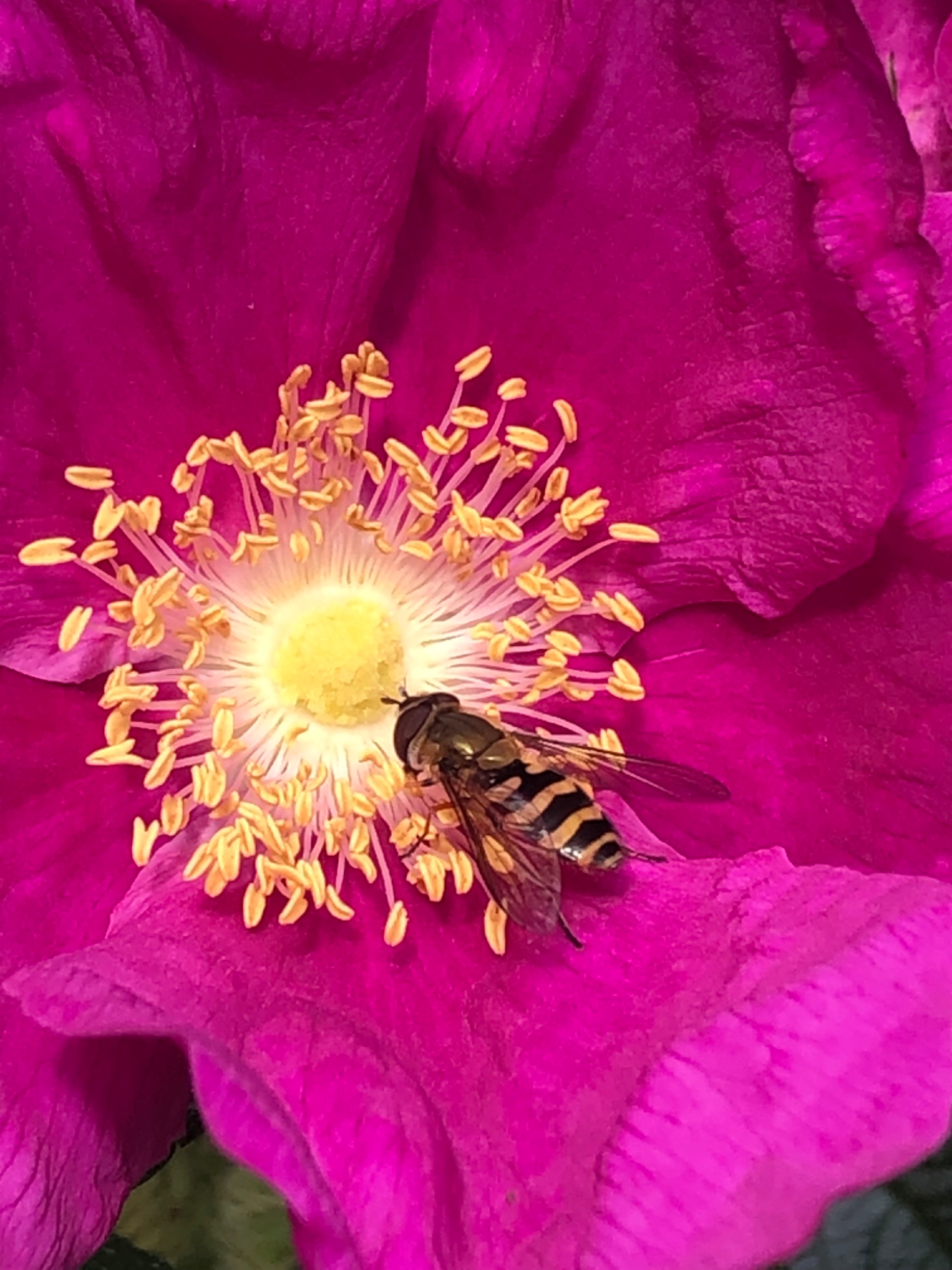 IMG_4305.jpeg