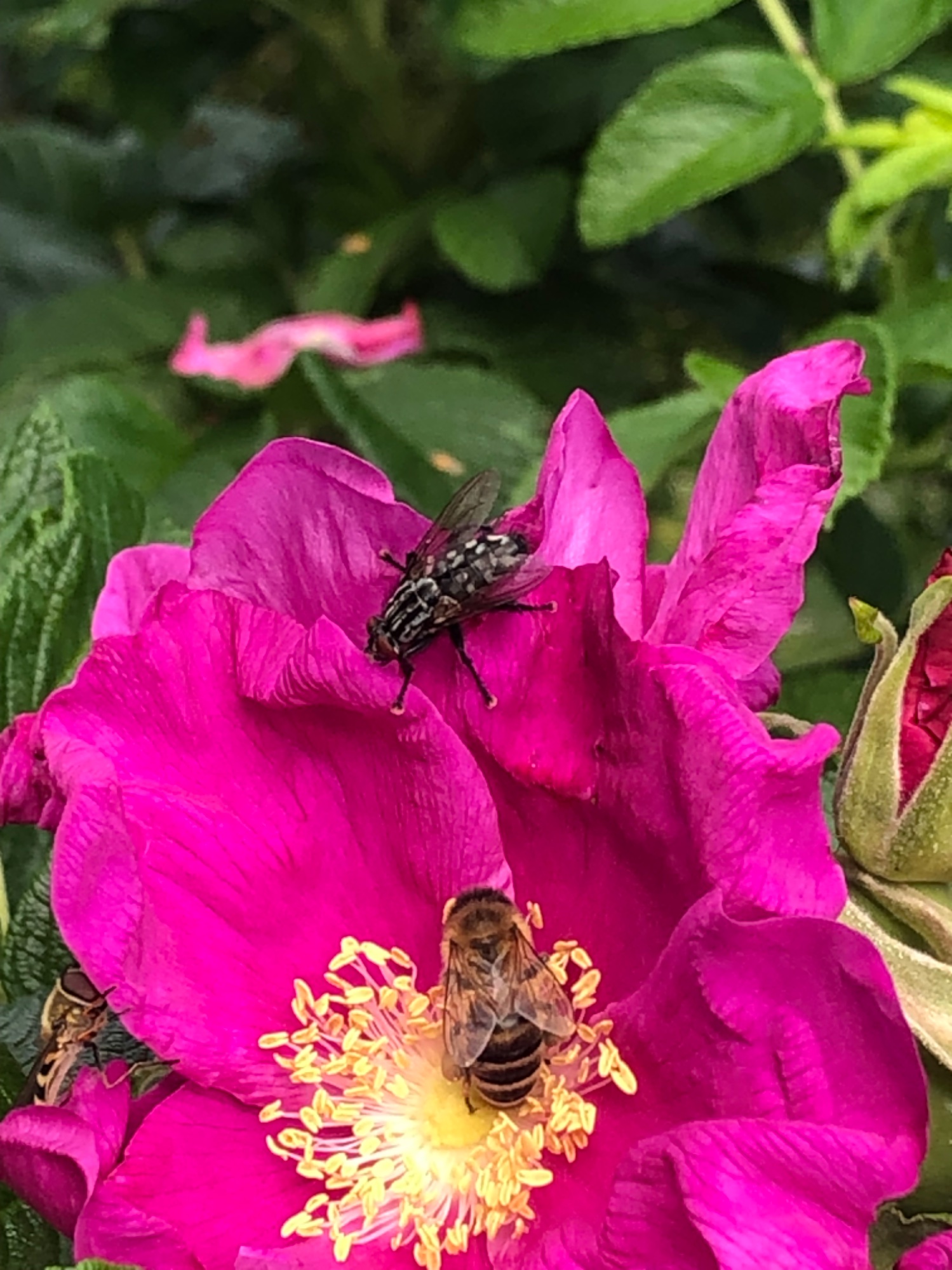 IMG_4313.jpeg