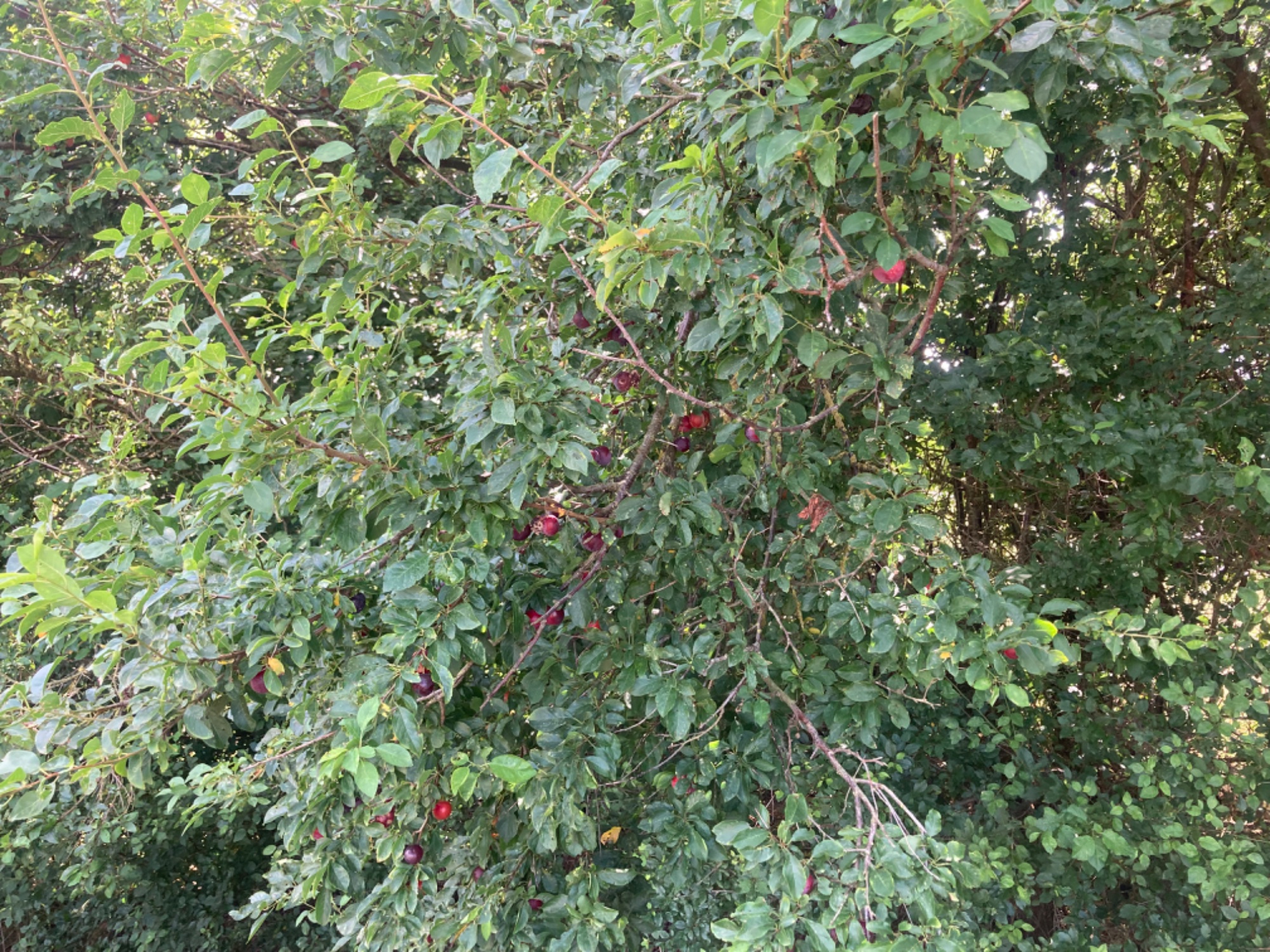 IMG_4617.jpeg