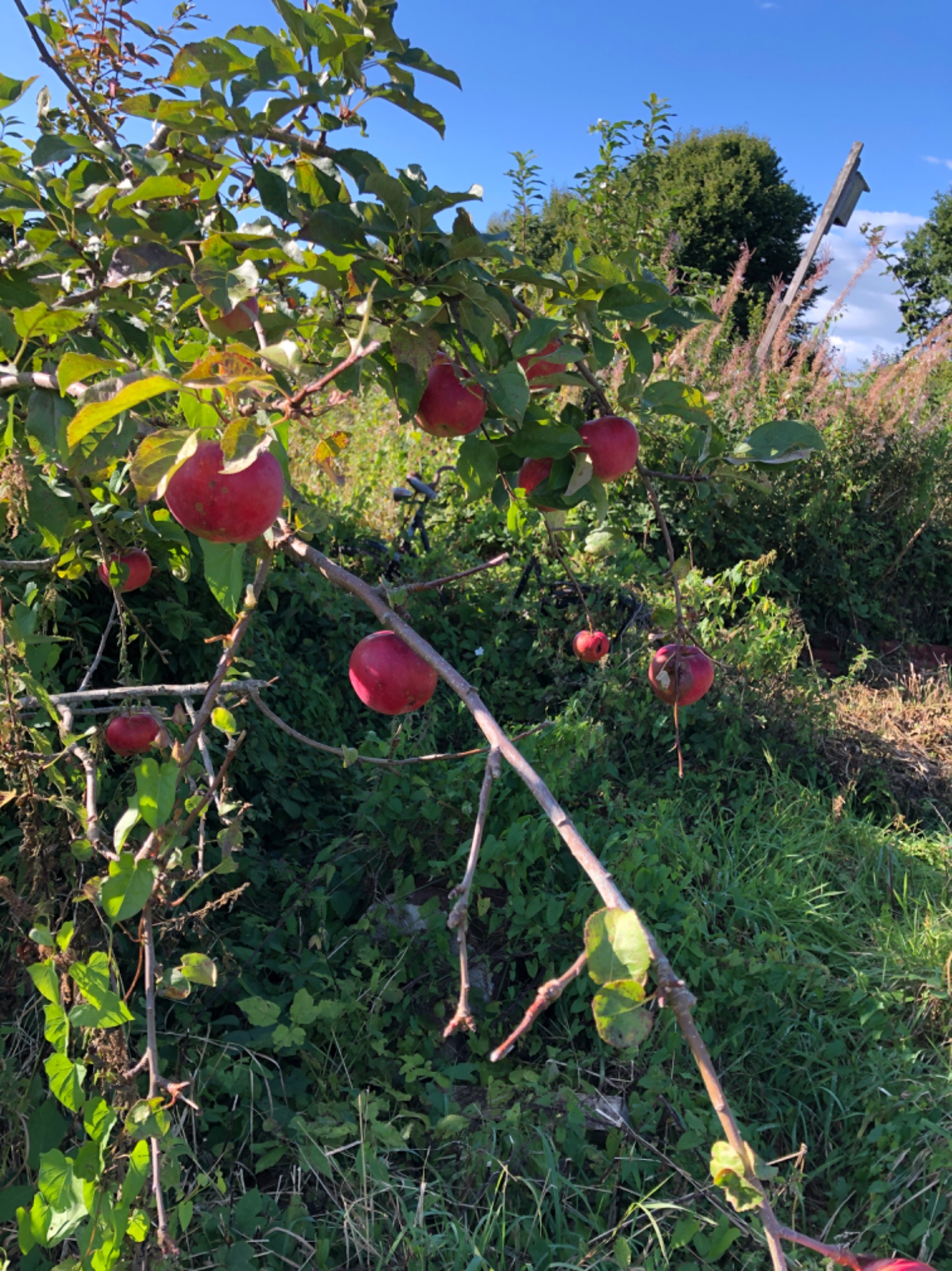 IMG_5228.jpeg