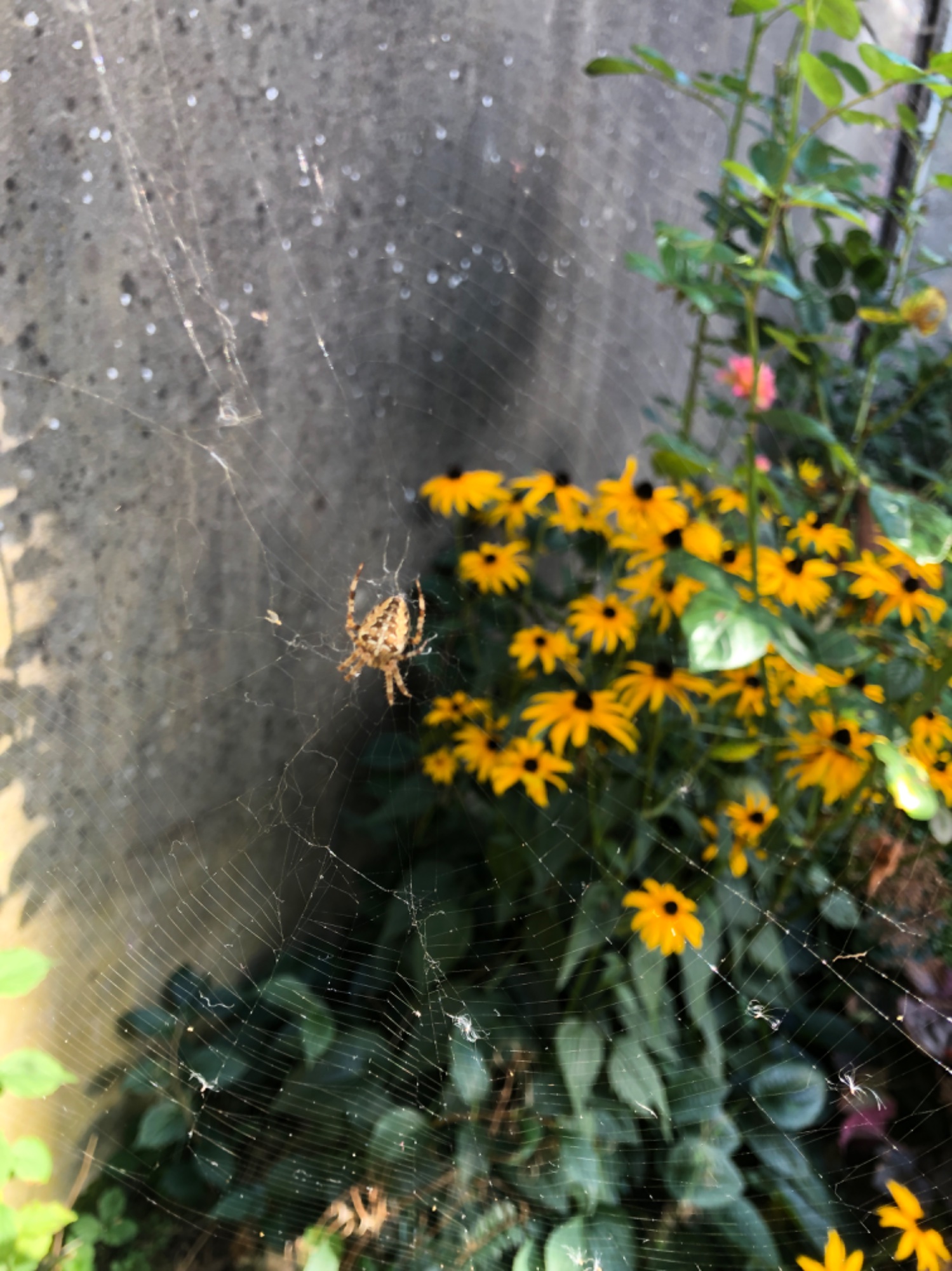 IMG_5566.jpeg