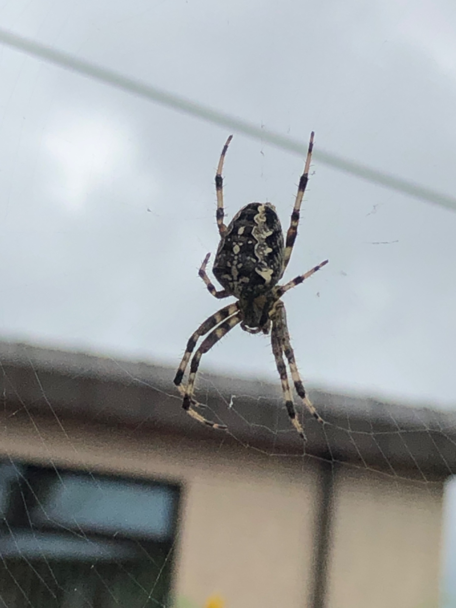 IMG_5719.jpeg