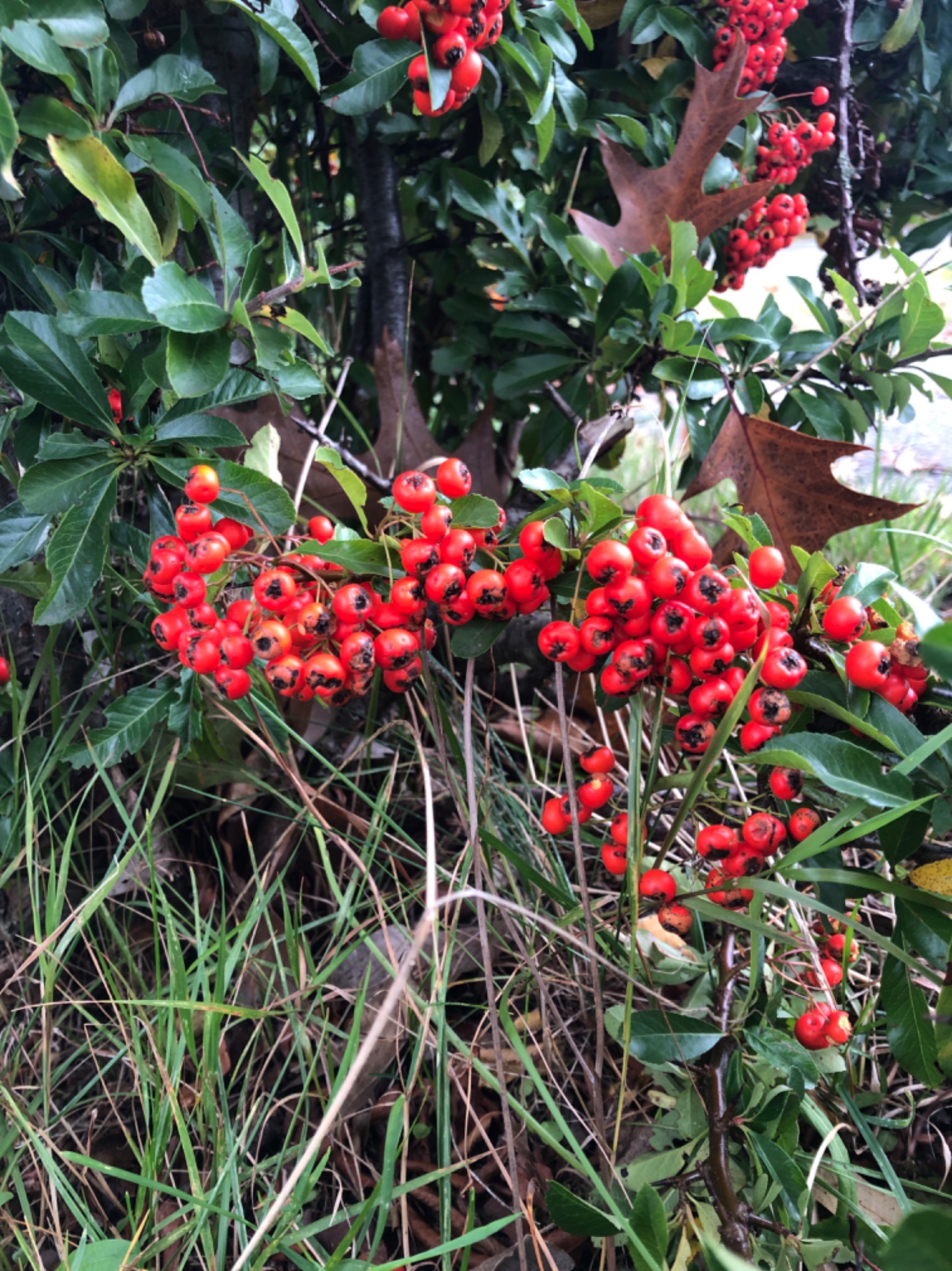 IMG_6155.jpeg