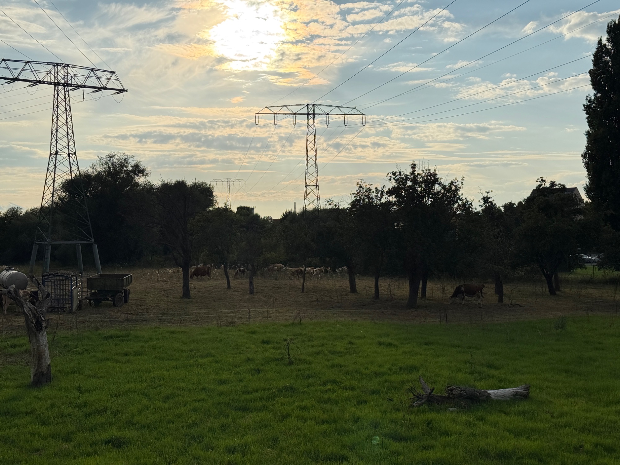 IMG_7099.jpeg