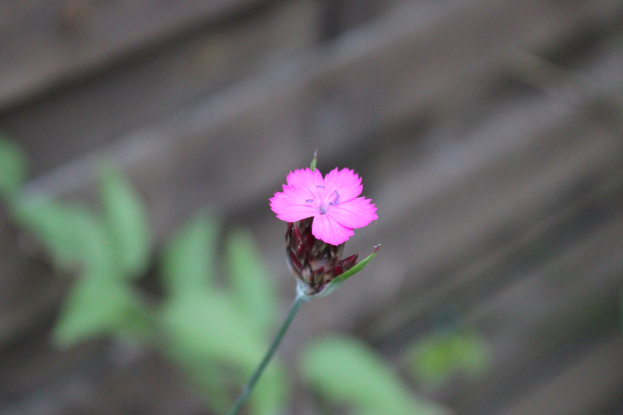 IMG_7406.jpeg