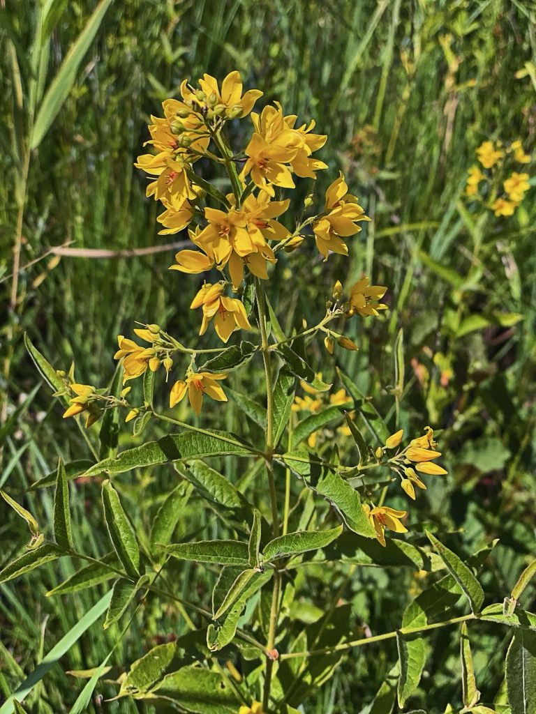IMG_8007.jpeg