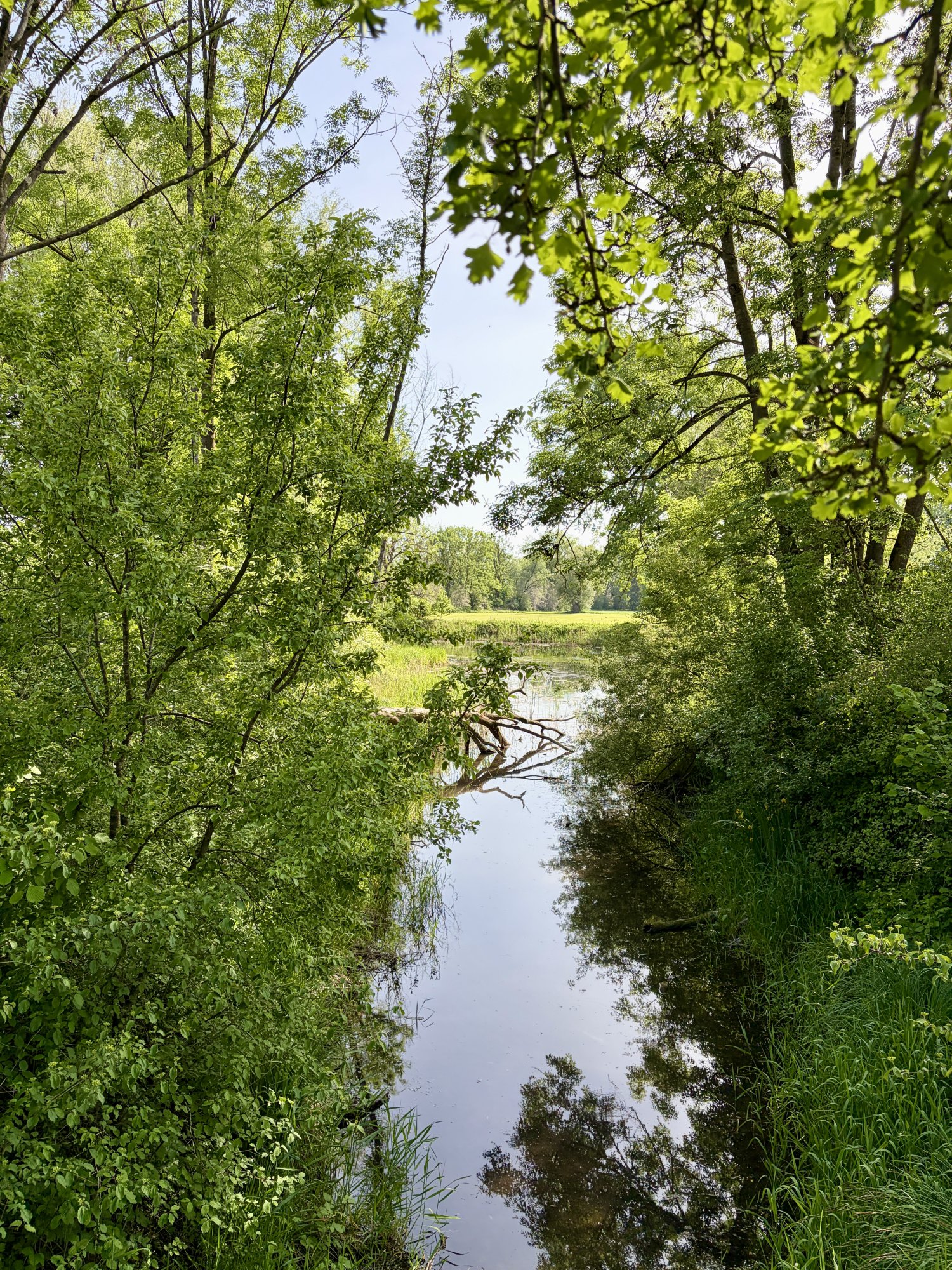 IMG_8963.jpeg