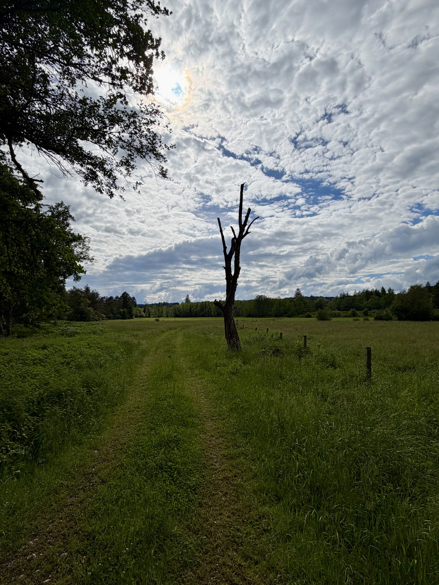 IMG_9067.jpeg