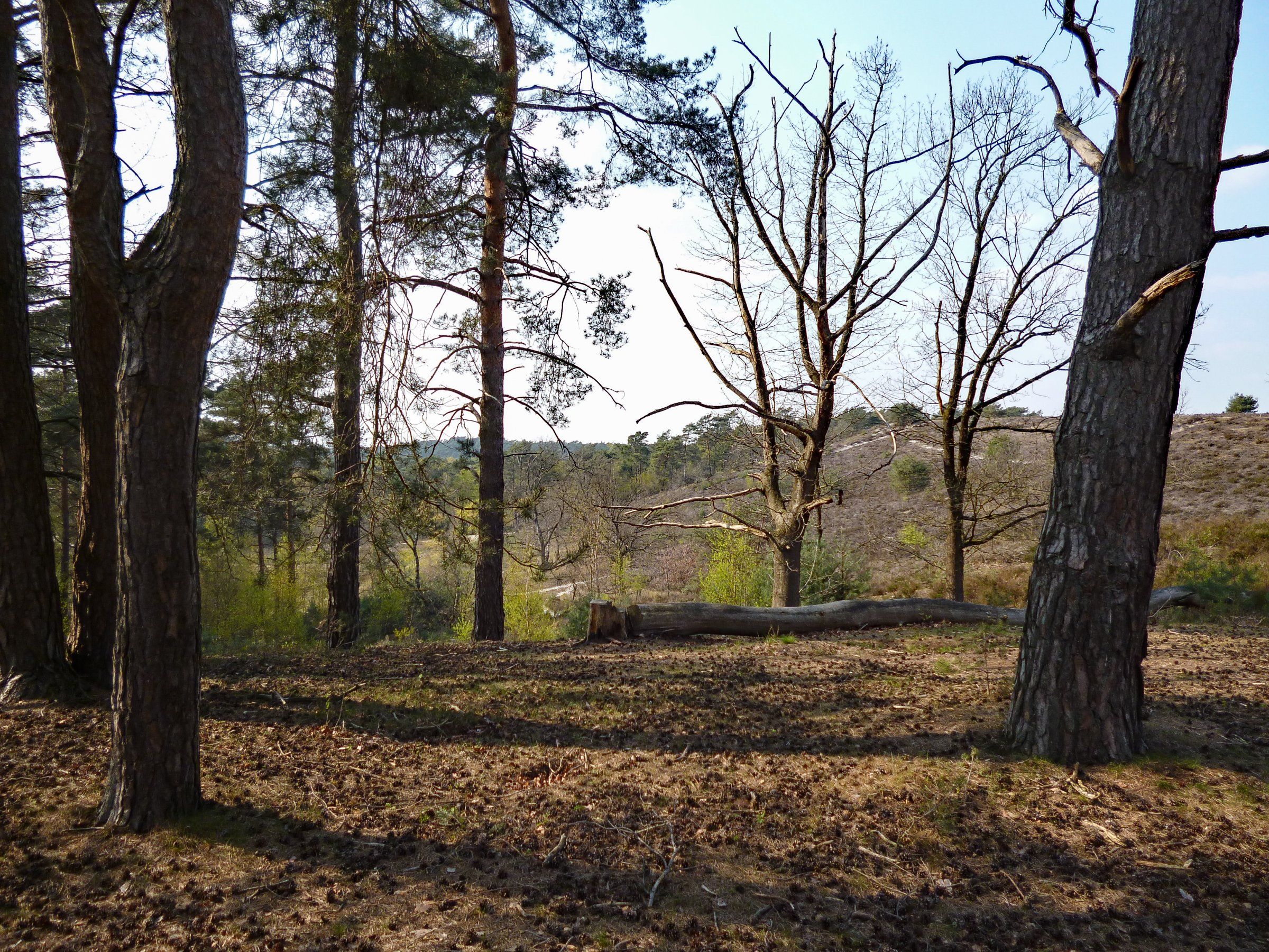 In de Brunummerheide - Kopie.jpg