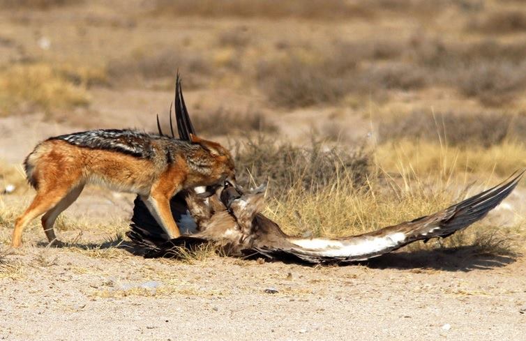 jackal vs bald eagle - nidokidos_group (4)-727007.jpg