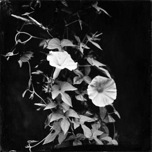 joyce-campbell-la-botanical-lsa.jpg