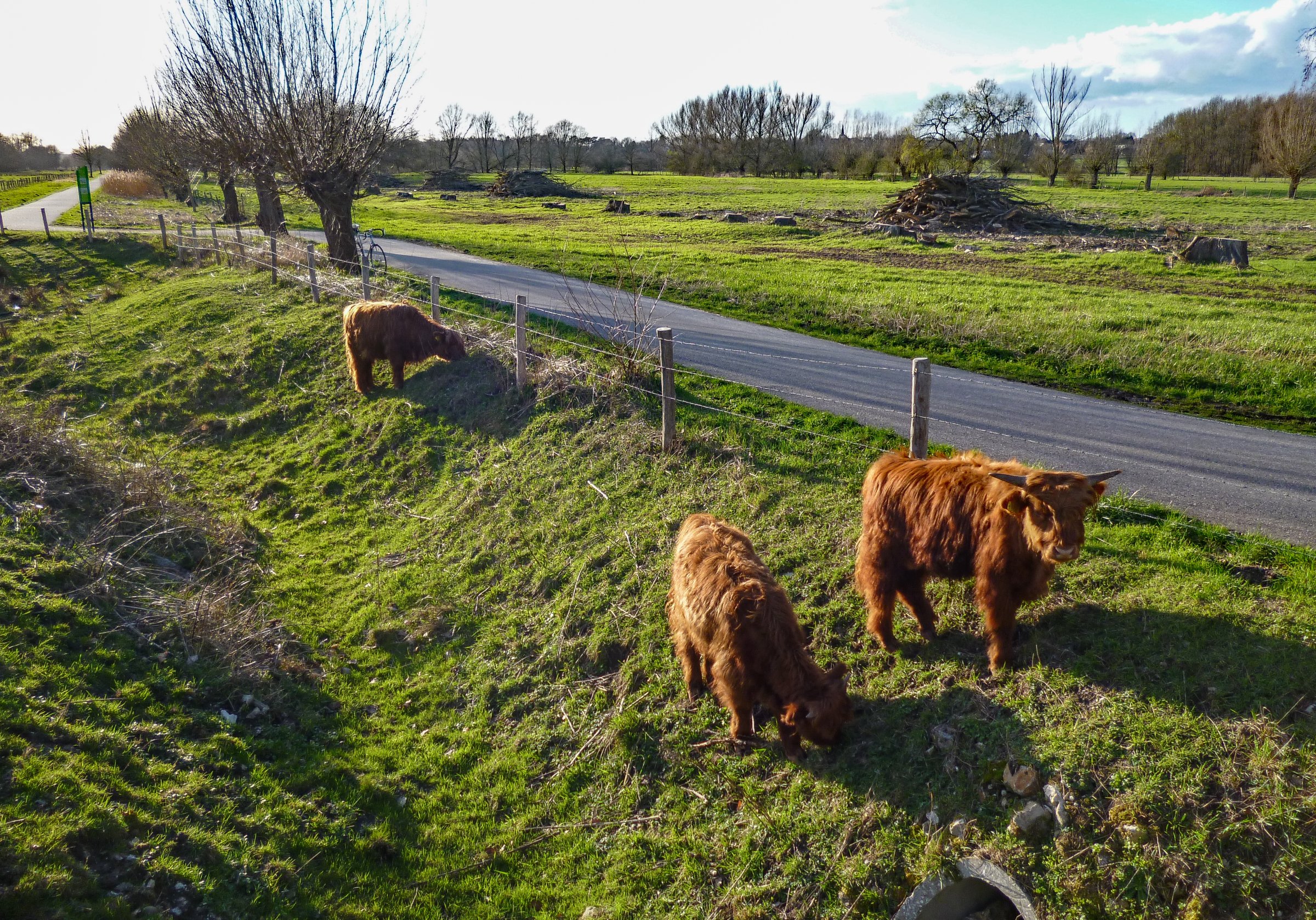 Kälber Highland Cattle im Bruch - Kopie.jpg