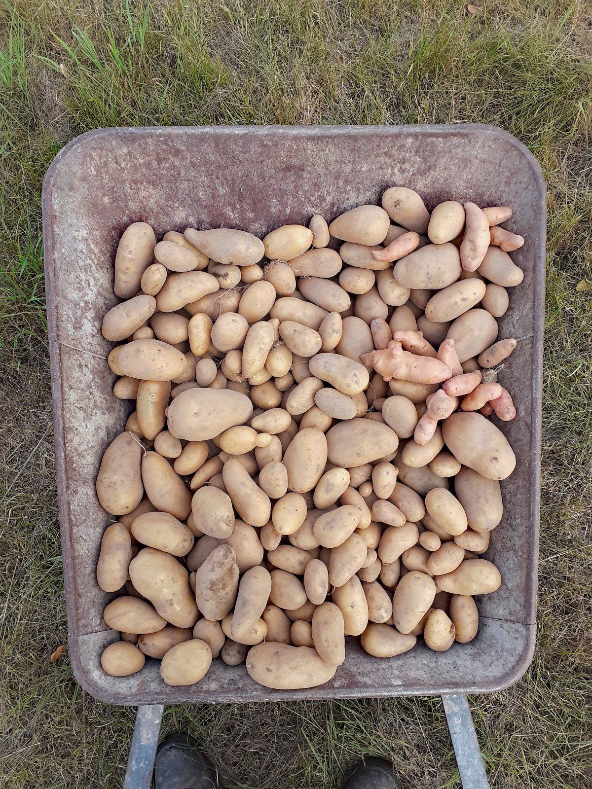 Kartoffelernte Cilena 2020.jpg