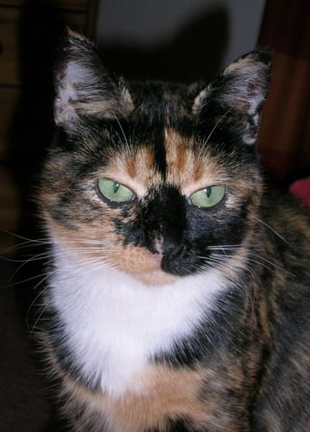 Katze-01.jpg