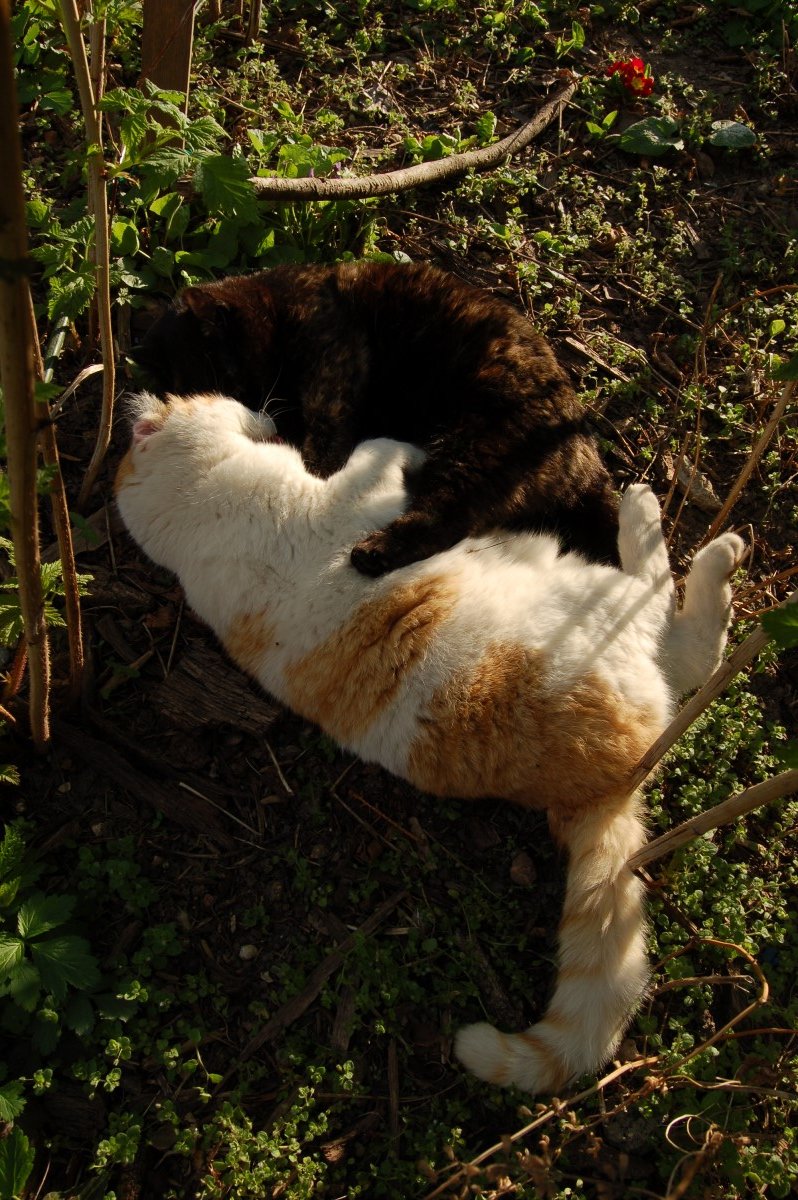 katzen.JPG