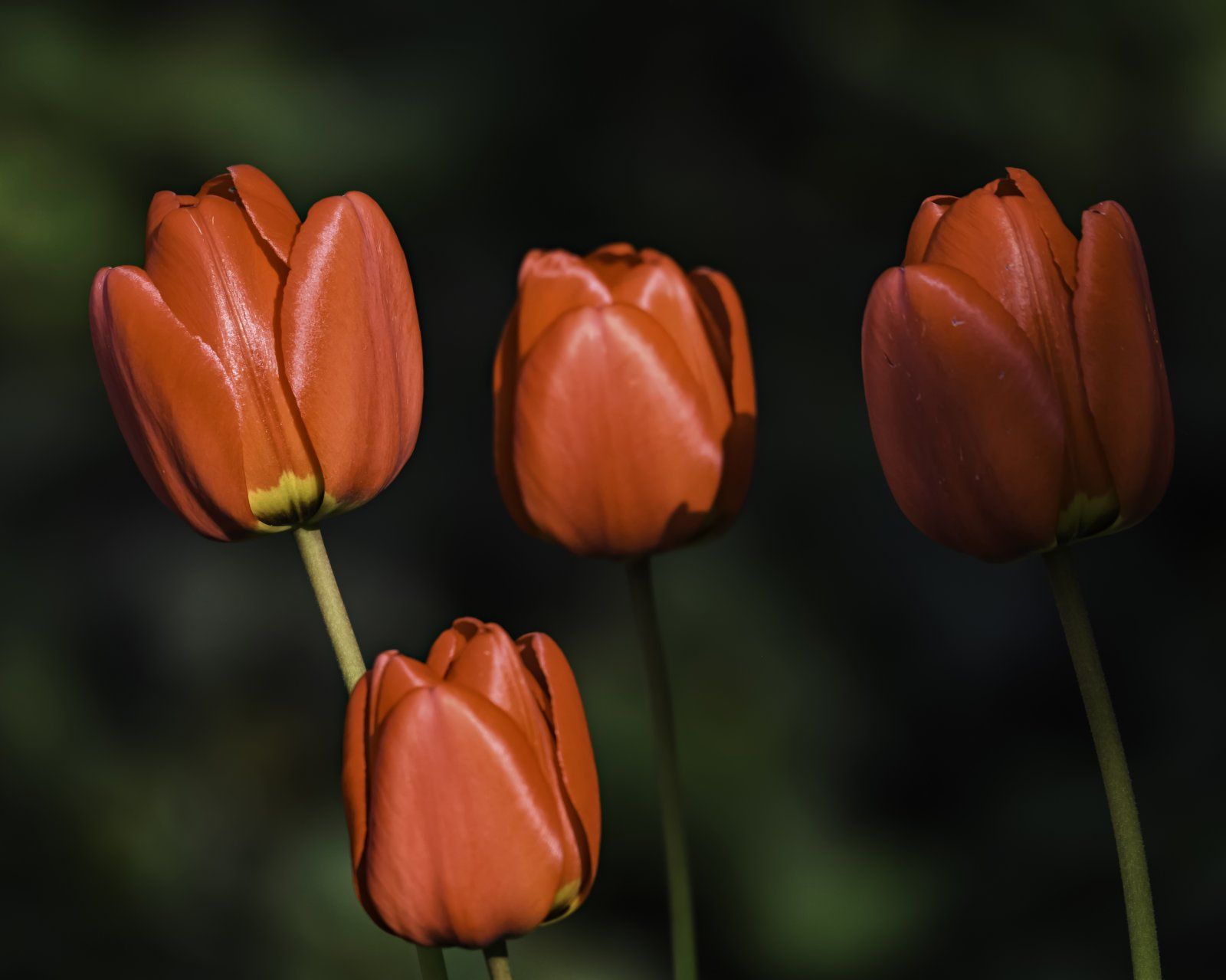 Keine Tulpen aus Amsterdam.jpg