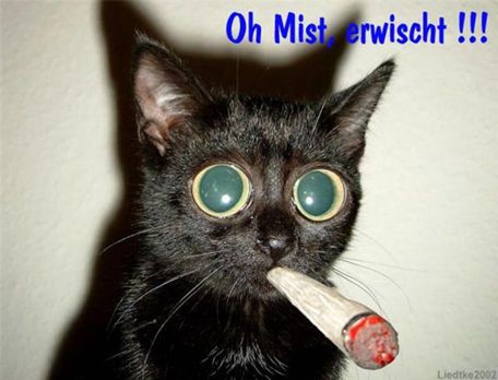 kiffer_cat.jpg