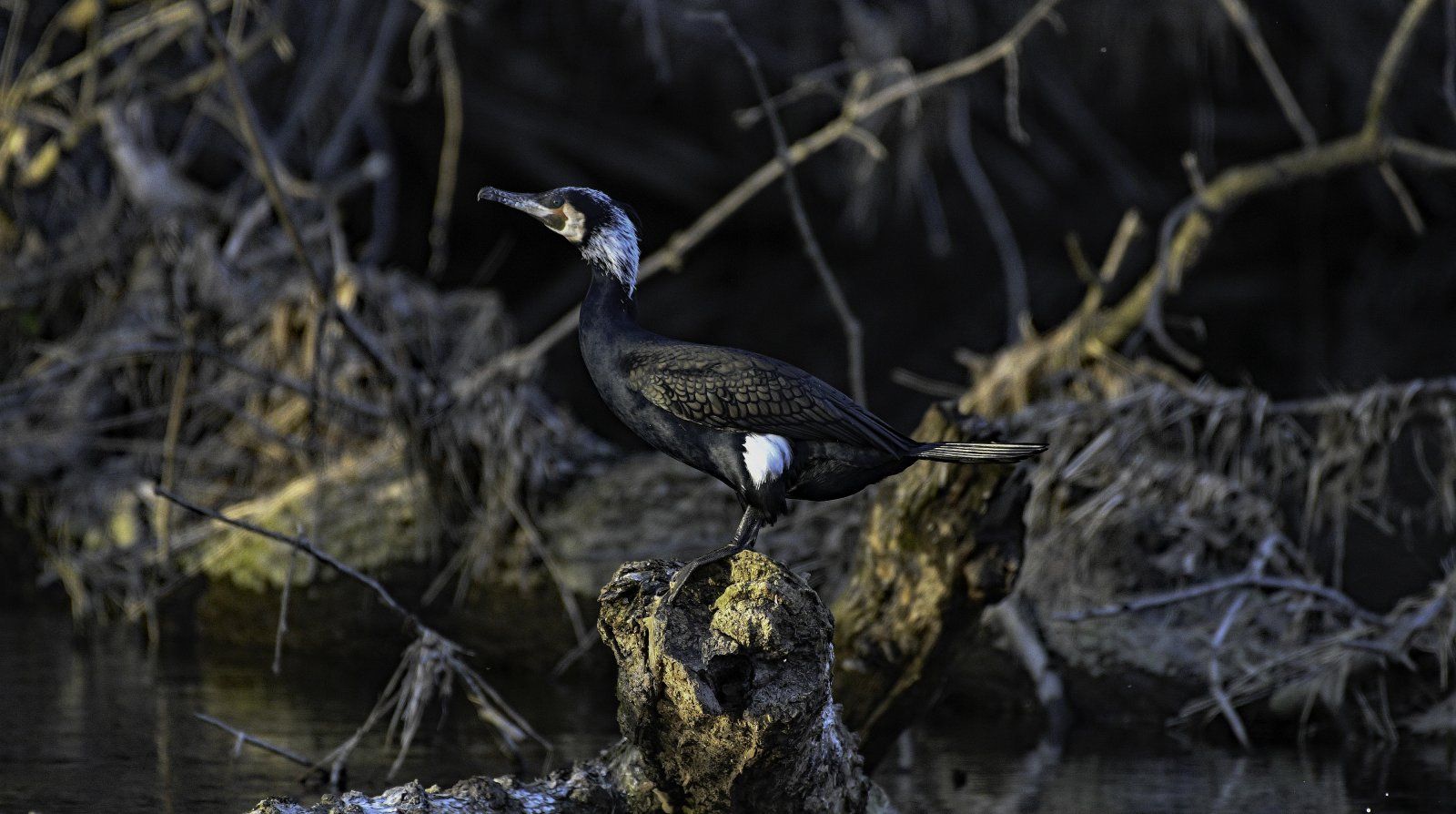 Kormoran Karl-Heinz.jpg